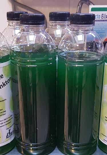 Phutoplankton 1 liter